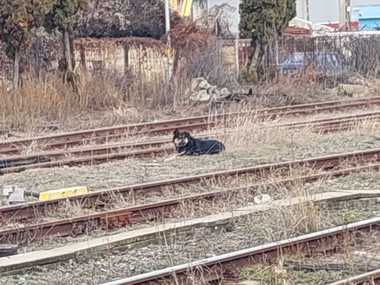 Mai multe persoane, atacate de un câine agresiv în municipiul Bistriţa/ Animalul a fost prins şi tranchilizat
