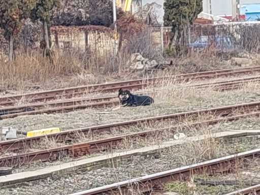 Mai multe persoane, atacate de un câine agresiv în municipiul Bistriţa/ Animalul a fost prins şi tranchilizat