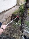 Femeie din Galaţi, cu probleme locomotorii, atacată în propria casă de câinele nepotului său / Jandarmii au tras afara din apartament pe ferestră pitbull-ul care era extrem de agresiv  