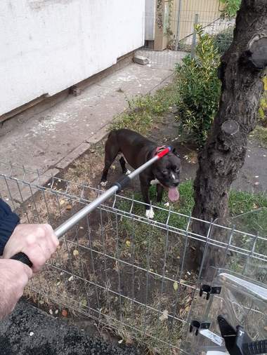 Femeie din Galaţi, cu probleme locomotorii, atacată în propria casă de câinele nepotului său / Jandarmii au tras afara din apartament pe ferestră pitbull-ul care era extrem de agresiv  