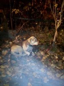 Bucureşteancă, amendată cu 3.000 de lei după ce şi-a abandonat câinele într-un parc din Sectorul 2 / Animalul fusese legat de un copac, fără hrană şi apă  