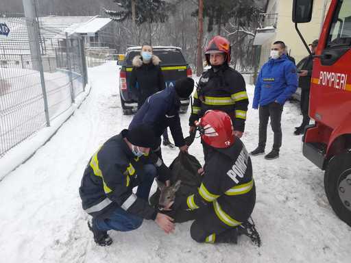 Căprioară salvată de trei tinere din apele râului Bistriţa. Cel mai probabil, animalul a ajuns acolo fiind atacat de câini