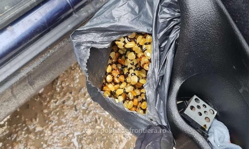 Peste 27 kg de chihlimbar ascunse în roata de rezervă, în portierele şi în bordul autoturismului unui cetăţean turc, la punctul de frontieră Sculeni - FOTO