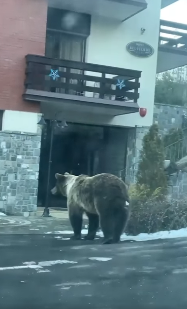 Urşi filmaţi în staţiunea Sinaia, la intrarea într-un hotel / ”Nu sunteţi in siguranţă nici voi şi nici copiii voştri!”, scrie turista care a surprins imaginile - VIDEO