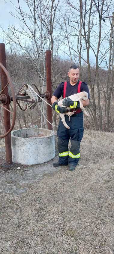 Prahova: Ied căzut într-o fântână adâncă şi îngustă, salvat de echipajele ISU