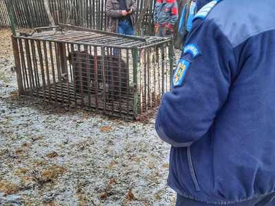 Harghita: Jandarmii au fost solicitaţi să intervină pentru a sprijini relocarea unui urs aflat în apropierea unei locuinţe. Acţiunea s-a derulat fără incidente 
