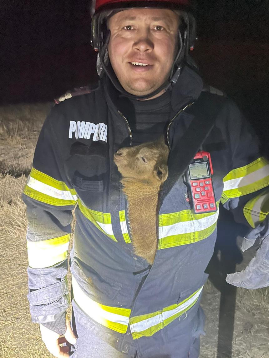 Prahova: Ied salvat de pompierii care stingeau un incendiu de vegetaţie; cel mai probabil, animalul s-a rătăcit