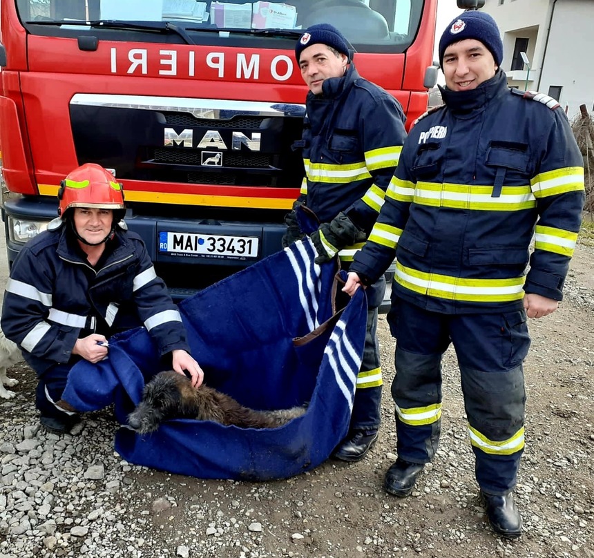 Giurgiu: Câine care a ajuns în apele unui bazin, salvat de către pompieri. Animalul aflat în hipotermie a fost dus la un cabinet veterinar - FOTO, VIDEO
