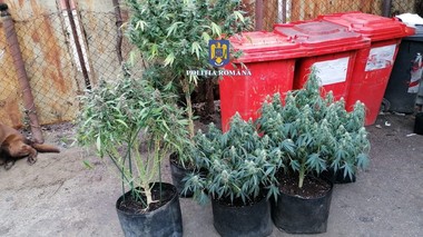 Culturi de plante cu efect psihoactiv, descoperite de poliţişti în urma unor percheziţii într-un dosar de camătă şi şantaj 