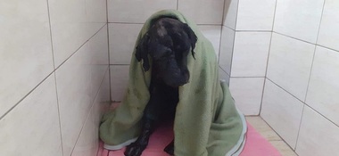 Argeş - O căţeluşă captivă în smoală, salvată de pompieri după patru ore de intervenţie - FOTO