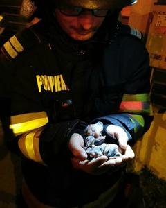 Misiune dificilă a pompierilor din Timişoara - Au salvat mai mulţi pui de ciocănitoare, după ce mama lor a murit lângă copacul în care avea scorbura - FOTO