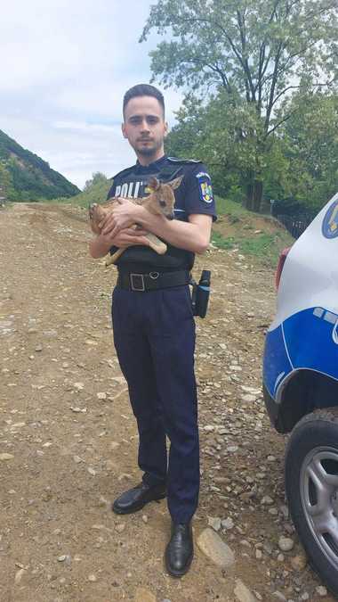 Bacău: Pui de căprioară care nu se putea deplasa, găsit într-un cartier din Târgu Ocna. El a fost preluat de poliţişti şi dus la veterinar