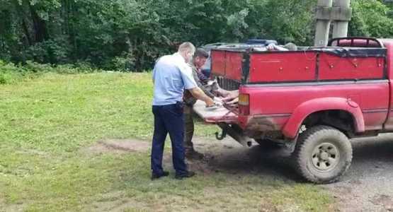 Bacău: O căprioară a intrat într-un service auto / Animalul a fost prins şi eliberat din nou în sălbăticie - VIDEO