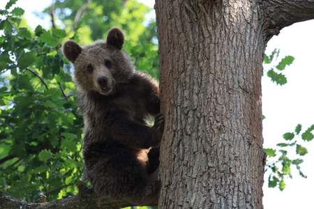 Bistriţa-Năsăud: Mesaj Ro-Alert privind prezenţa unui urs în localitatea Budacu de Sus