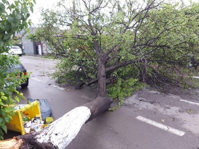 O furtună puternică a doborât mai mulţi copaci în Constanţa, iar unii dintre ei au căzut pe maşini parcate - FOTO
