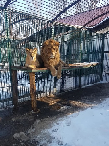 UPDATE - Alertă la Rădăuţi după ce doi lei au scăpat dintr-o cuşcă / Anunţul reprezentanţilor grădinii zoologice