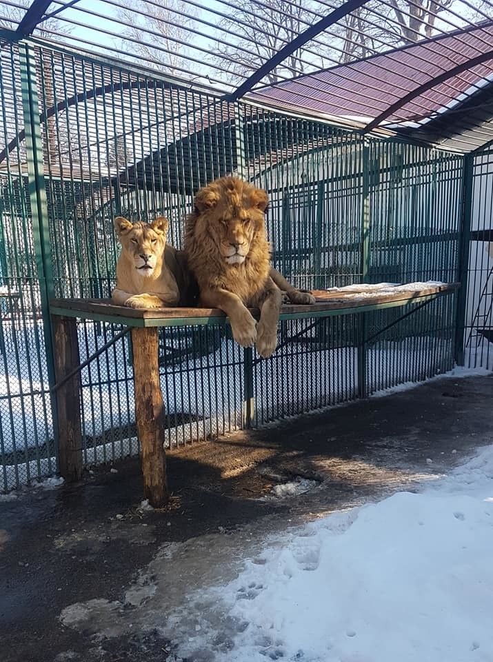 UPDATE - Alertă la Rădăuţi după ce doi lei au scăpat dintr-o cuşcă / Anunţul reprezentanţilor grădinii zoologice