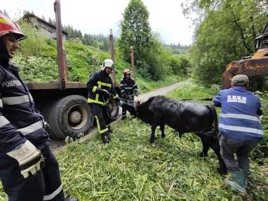 Suceava: Viţel, salvat de pompieri dintr-o fosă septică adâncă şi îngustă 