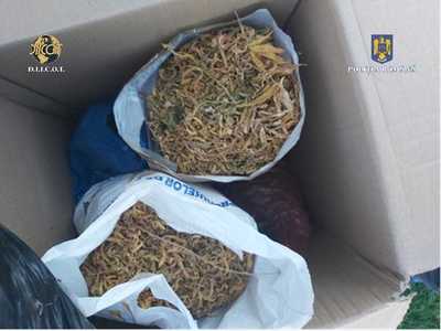 Cultură de cannabis, descoperită în judeţul Constanţa/ Poliţiştii au ridicat cinci kilograme de astfel de plante/ Trei persoane au fost reţinute în acest caz 
