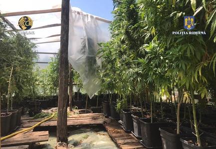 Arad: Percheziţii la persoane care se ocupau cu traficul de droguri / Au fost găsite sute de plante de cannabis