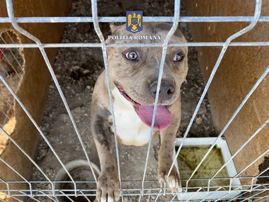 Maramureş: Dosar penal pe numele unui bărbat care creştea câini de luptă. La locuinţa sa au fost găsite zeci de animale, unele dintre ele supuse unor operaţii interzise de lege
