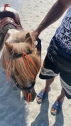 Constanţa: Trei bărbaţi au fost amendaţi cu câte 3.000 de lei fiecare deoarece foloseau ponei pentru ca turiştii să facă poze cu aceştia pe plajă - FOTO

