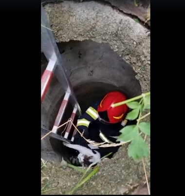 Pisică salvată dintr-un canal de către echipajele ISU Argeş - FOTO, VIDEO
