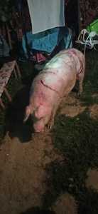 Al treilea atac al unui urs, săptămâna aceasta, în localităţi din judeţul Vâlcea / Animalul a atacat un porc