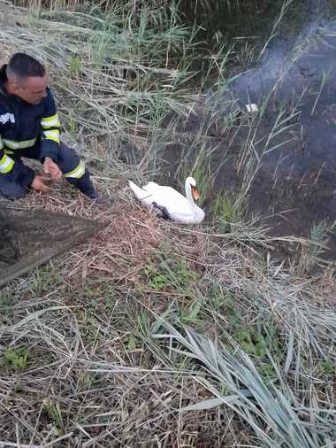 Pui de lebădă, salvat de pompierii din Ialomiţa dintr-un stăvilar de aproximativ patru metri adâncime - FOTO