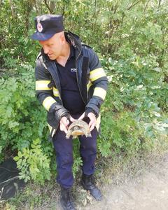 Două ţestoase, salvate de pompierii din judeţul Mehedinţi din calea incendiilor care au cuprins vegetaţia uscată - FOTO