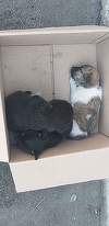 Bărbat amendat după ce a abandonat şapte căţei mici pe o stradă din Buzău - FOTO