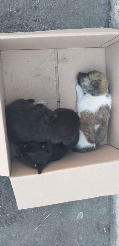 Bărbat amendat după ce a abandonat şapte căţei mici pe o stradă din Buzău - FOTO