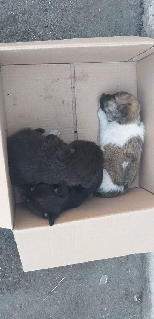 Bărbat amendat după ce a abandonat şapte căţei mici pe o stradă din Buzău - FOTO