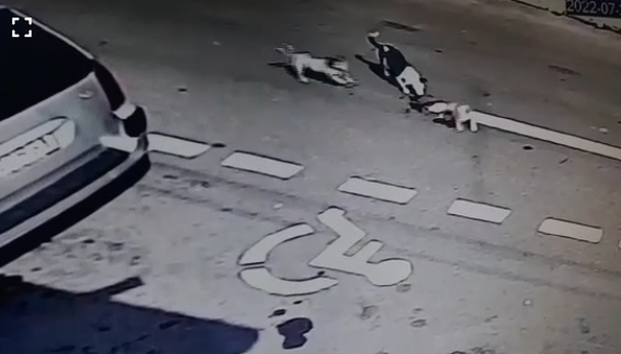 Galaţi: Anchetă a poliţiştilor, după apariţia unor imagini în care se vede cum o maşină trece peste un căţel aflat pe carosabil - VIDEO