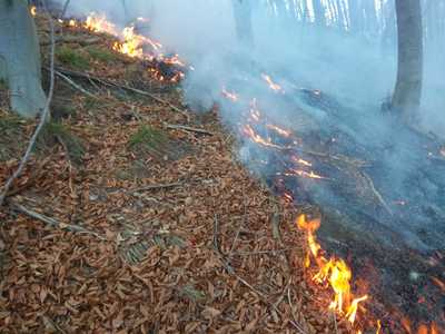 Incendiu de pădure în judeţul Vâlcea pe o suprafaţă de 45 de hectare/ Ard buturugile dintre brazi şi vegetaţia uscată 
