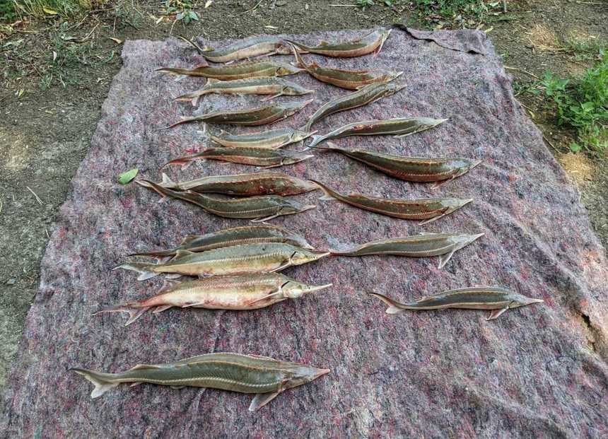 Tulcea: 20 de sturioni pescuiţi ilegal din Dunăre, găsiţi în maşina a doi bărbaţi
