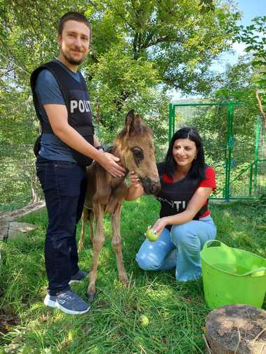 Argeş: Un mânz deshidratat şi foarte slăbit a fost salvat de poliţiştii de la Protecţia Animalelor