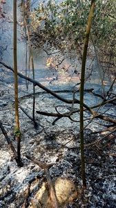 Giurgiu - Pompieri din trei judeţe intervin pentru stingerea unui incendiu de pădure