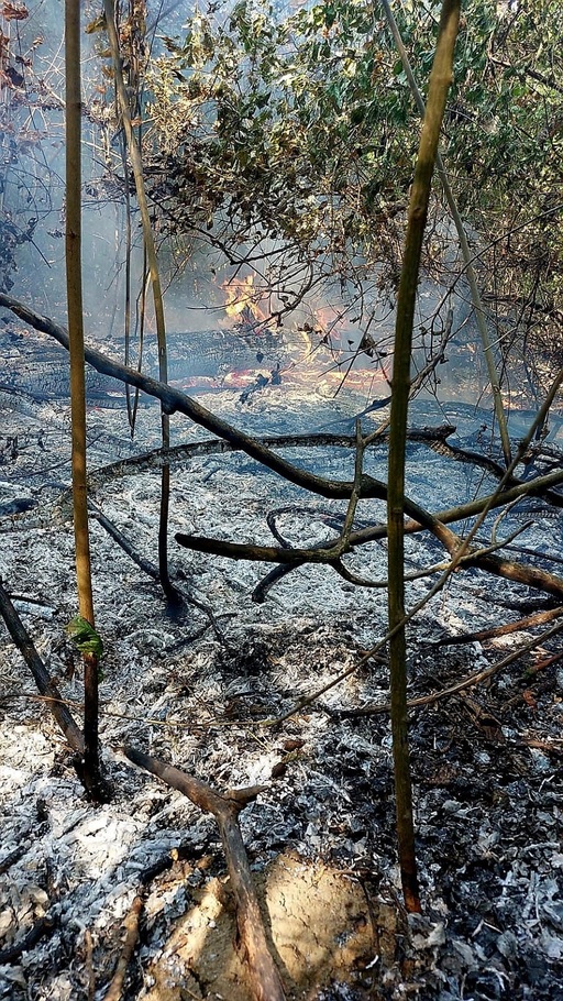 Giurgiu - Pompieri din trei judeţe intervin pentru stingerea unui incendiu de pădure