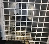 Hunedoara: Urs capturat în Petroşani, eliberat în pădure de jandarmi - FOTO
