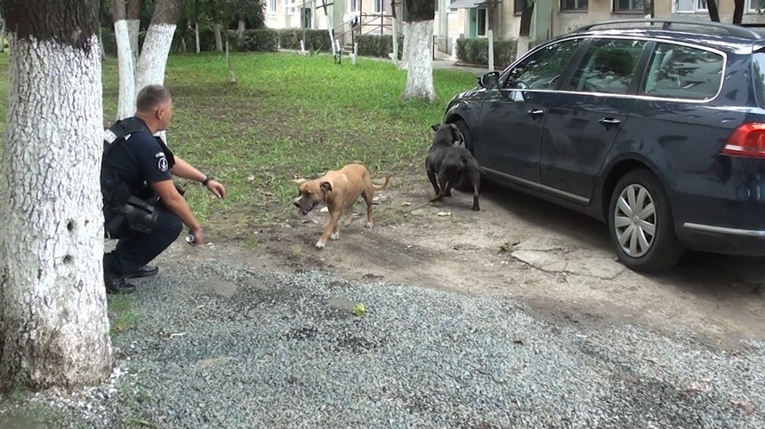 Jandarmii au intervenit pentru îndepărtarea a doi câini pitbull dintr-o piaţă din Arad / Animalele erau agresive şi omorâseră o pisică
