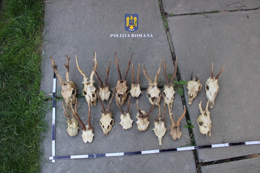 Acţiunea ”Trofeul” - Poliţiştii au confiscat 100 de arme, aproape 1,5 tone de carne de vânat, 55 de exemplare de vânat din diferite specii şi 72 de trofee în decurs de două luni / Ce au găsut la unbărbat din judeţul Sibiu - FOTO