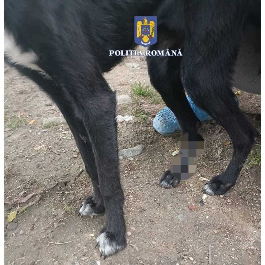 Caraş-Severin: Anchetă a poliţiştilor, după ce un căţel a fost târât pe carosabil, fiind rănit / Doi câini au fost legaţi de o căruţă, un bărbat fiind cercetat 