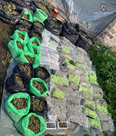 Caraş-Severin: Sute de kilograme de cannabis, găsite de poliţişti în urma unor percheziţii/ Doi bărbaţi au fost arestaţi preventiv - FOTO, VIDEO