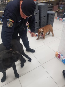 Braşov: Intervenţie a jandarmilor, după ce într-un centru comercial au intrat doi câini de mari dimensiuni. Stăpânul animalelor a fost amendat - FOTO
