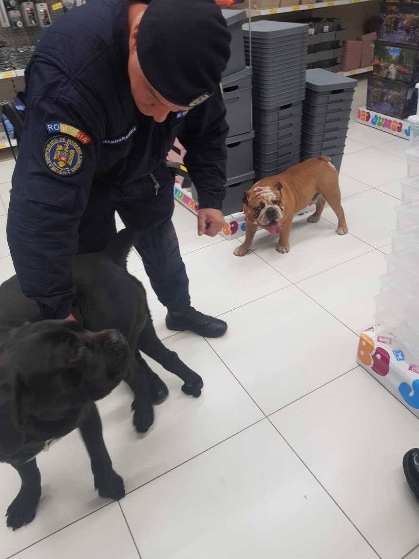 Braşov: Intervenţie a jandarmilor, după ce într-un centru comercial au intrat doi câini de mari dimensiuni. Stăpânul animalelor a fost amendat - FOTO
