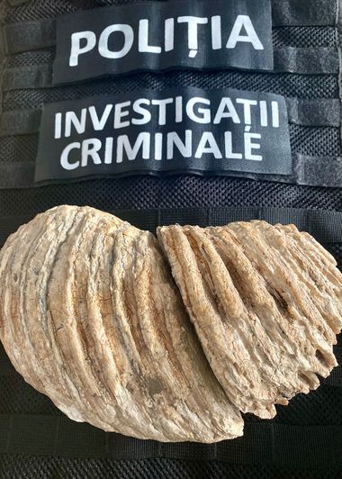 Molar de mamut, vechi de 10.000 de ani, care fusese scos la vânzare pe internet, recuperat de poliţiştii din Neamţ 