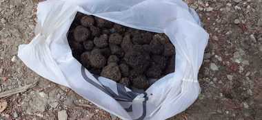 Un român şi un italian, prinşi de jandarmi după ce au cules peste un kilogram şi jumătate de trufe negre din pădure, în zona de munte a judeţului Prahova - FOTO