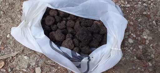 Un român şi un italian, prinşi de jandarmi după ce au cules peste un kilogram şi jumătate de trufe negre din pădure, în zona de munte a judeţului Prahova - FOTO