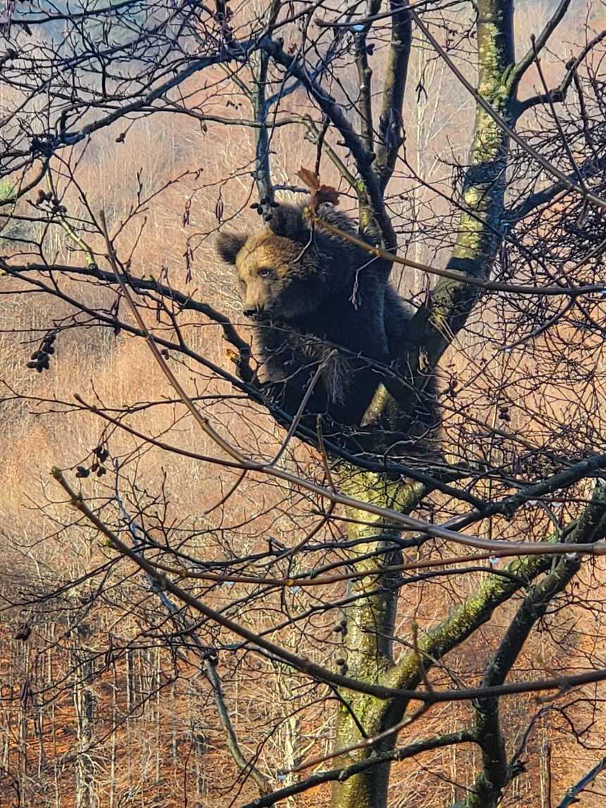 UPDATE - Mesaj RO-Alert după ce un urs şi-a făcut apariţia în cimitirul din staţiunea Azuga / Este vorba despre un pui de urs care stă de peste trei ore într-un copac din cimitir - FOTO